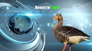 НАС 100! НОВОСТИ ГУСЯ. ЧТО И КАК НА КАНАЛЕ? - №1