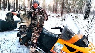 БЕЛКУЕМ С МОЛОДЫМИ СОБАКАМИ. ПЕРВАЯ ОСЕНЬ-ЗИМА У ЩЕНКОВ.