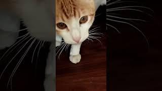 # cat#shorts