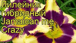 Лилейник гибридный Ямайка ми Крейзи. Краткий обзор, описание hemerocallis Jamaican me Crazy