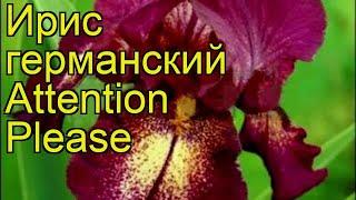 Ирис германский Аттентион Плиз. Краткий обзор, описание iris germanica Attention Please