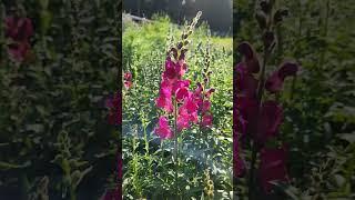 Snapdragons are starting to bloom!