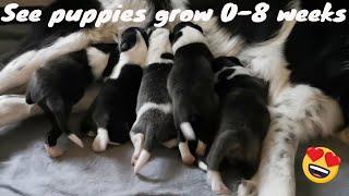 Border Collie puppies | Growing up | 0-8 weeks!