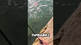 Как поймать ЛАСКИРЯ на Чёрном море??? #крым #рыбалка #черноеморе #fishing