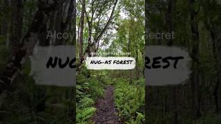  Nug-as Forest Reserve in Alcoy, Cebu is a 1.6 hectare protected timberland    #shorts