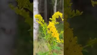 Maine Bigfoot?