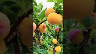 Guofeng plum #Guofeng N,#fruit #ylo , fruit #short #video