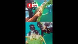 Sabah probing viral video of mistreated sea turtle