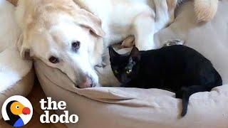 Grieving Dog Finds Love Again Thanks To This Cat | The Dodo