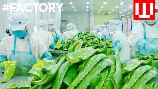 How Natural Cosmetics Is Made | Organic Cosmetic Factory Tour