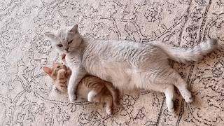 Found a soaking wet kitten on a rainy day, brought him home, and our cat cared for him as her own.