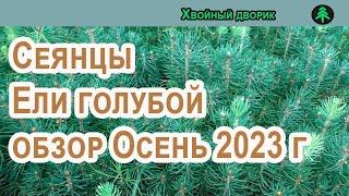 Сеянцы ели голубой обзор осень 2023 г