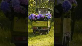 Beautiful Hydrangea  Garden #satisfying #shot