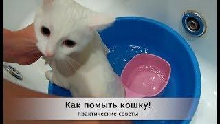 КАК ПОМЫТЬ КОШКУ?