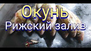 Окунь Рижский Залив конец июля