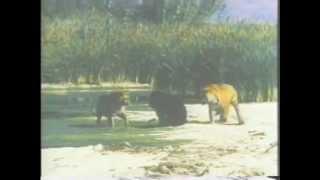 Tigers vs Bear : 2 Bengal Tigers fight an Asiatic Black Bear