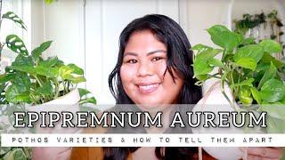 EPIPREMNUM AUREUM POTHOS Plant Varieties & How to Tell Them Apart + Pothos Collection Updates 2021