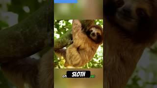Panama's Hidden Sloths: Meet the World's Rarest Tree Dwellers #animals#sloth #endangeredspecies