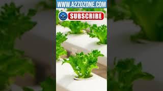 Enhanced Crop Quality: Hydroponic Applications #ozonegenerator #ozone #hydroponics #a2zozone #a2z