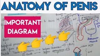 anatomy of penis - English