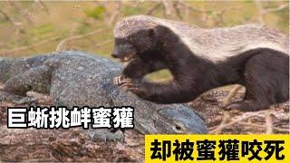 巨蜥挑衅蜜獾，平头哥暴怒死死咬住巨蜥头部，结果巨蜥丧命