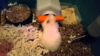 Хомяк и морковка  / Hamster and carrot