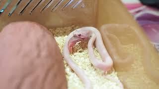 feeding snake (Blizzard corn snake) 01/03/23