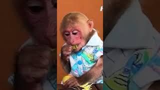 Eat super sweet sugarcane with BIbi #monkey #babymonkey #bibi #funny #cute #animals  #pets #shorts