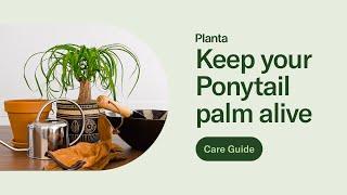 Ponytail Palm: Care Guide