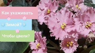 Фиалки! Как ухаживать ЗИМОЙ, чтобы ЦВЕЛИ? + жизнь на подоконнике - как помочь фиалкам?