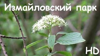 Один день в измайловском парке