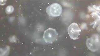 Life cycle of a moon jellyfish aurelia aurita