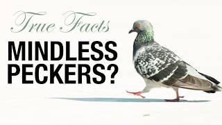 True Facts: Pigeons Are Tricking You