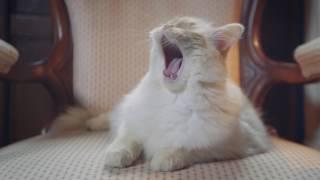 Trusted House Sitters | Cat & Dog