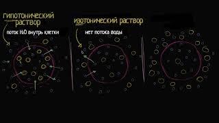 Тоничность. Изотонические и гипертонические растворы (видео 5) | Мембранный транспорт| Биология