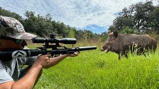 Spot and Stalk Big Wild Boar (Catch & Cook) part 1