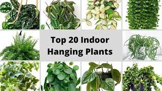 Top 20 Plants for Hanging Baskets || Hanging Plants for Indoor || Plants Identification