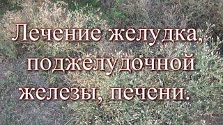 Лечение желудка, поджелудочной железы, печени. Рецепты от бабушки Любы.