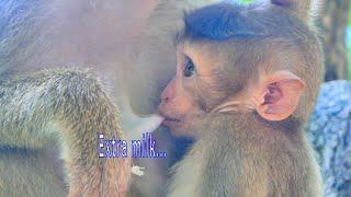 Will growth fast...When Baby monkey SARO get extra milk from his mom SARIKA.