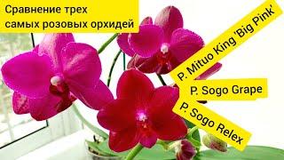 Phal. Sogo Grape, P. Sogo Relex и Phal. Mituo King 'Big Pink' Сравнение трех самых розовых орхидей