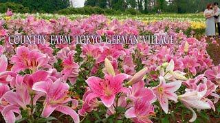 Lilies are in full bloom around Tokyo area. Country farm Tokyo German Village. 東京ドイツ村 #4K #ゆり