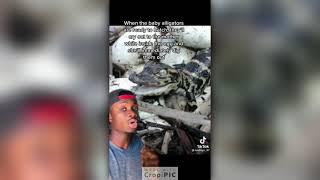 Tik Tok Animal Facts By mndiaye_97