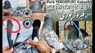 Pure Ferozpuri Kabootar ki Pehchan | HighFlying Pigeons of Indo-Pak | New Pair of Ferozpuri Pigeons