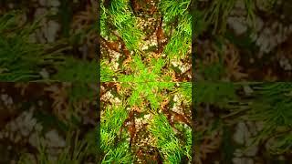 Satisfying Kaleidoscope Effect Amazing Nature 🟠🟠🟠 #kaleidoscope #satisfying #shorts