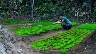 The Off-Grid Garden: Grow your own food for a self-sufficient life