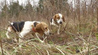 Rabbit Hunt with Great Dogs