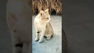 biraler dak# amar pusi#0k9 family#shorts video 