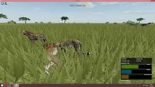 Гепард  Cheetah !!! Охота Hunting . Дикая Саванна / Wild Savanna Роблокс / Roblox