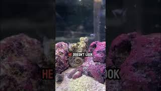 Feeding my octopus Draymond Green a tasty shrimp ￼￼