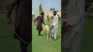 Hammad pet house 